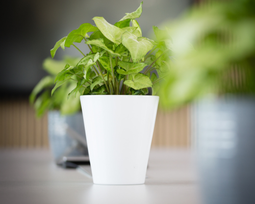 La Beau Fleurs house plants